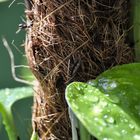 Blatt mit Wassertropfen