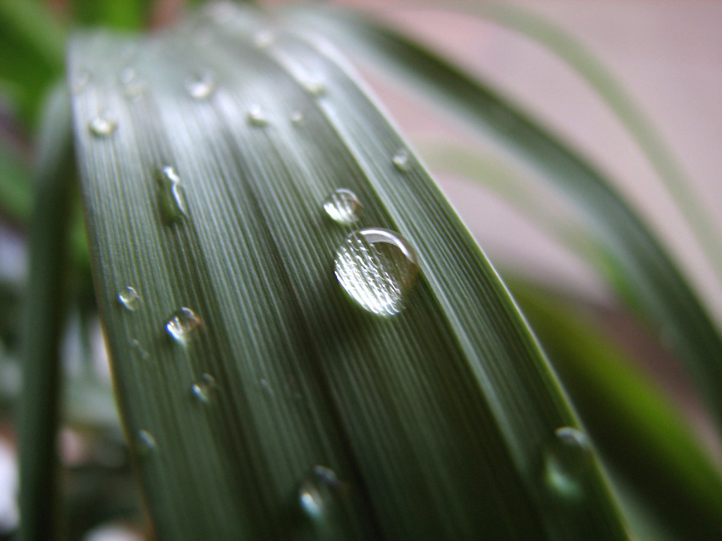 Blatt mit Wassertropfen