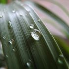 Blatt mit Wassertropfen