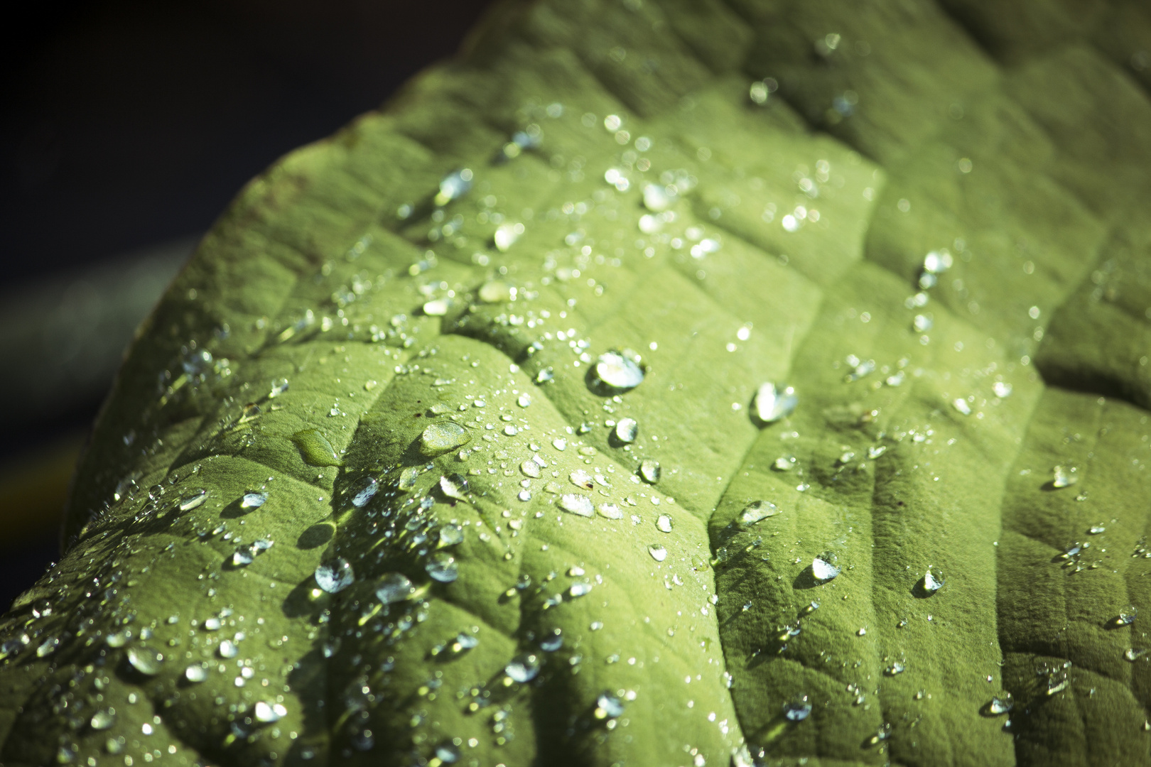 Blatt mit Wassertropfen