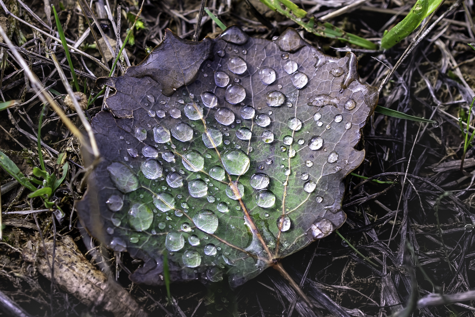 Blatt mit Wassertropfen