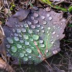 Blatt mit Wassertropfen