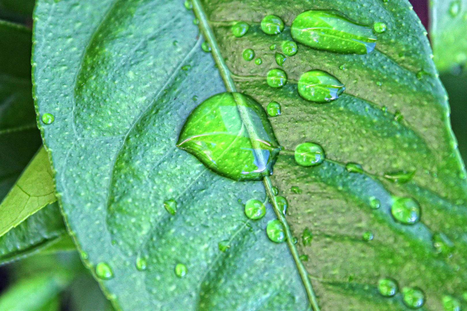 Blatt mit Wassertropfen