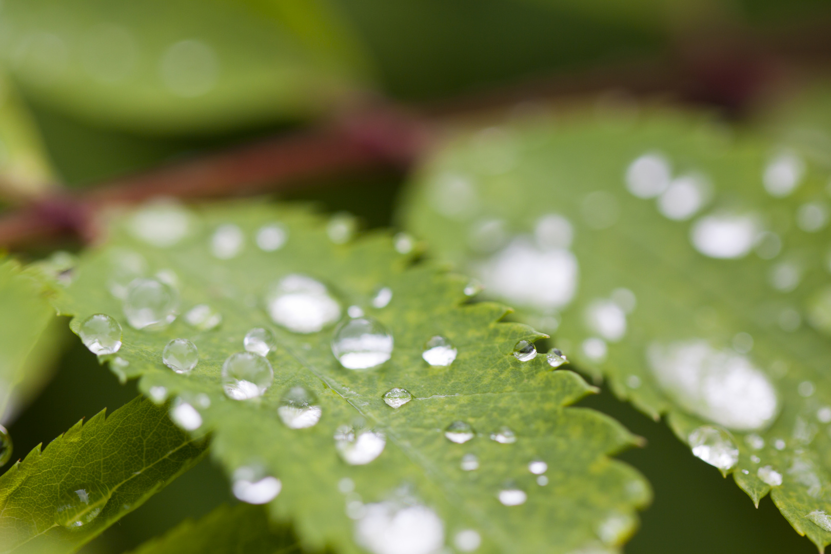 Blatt mit Wassertropfen