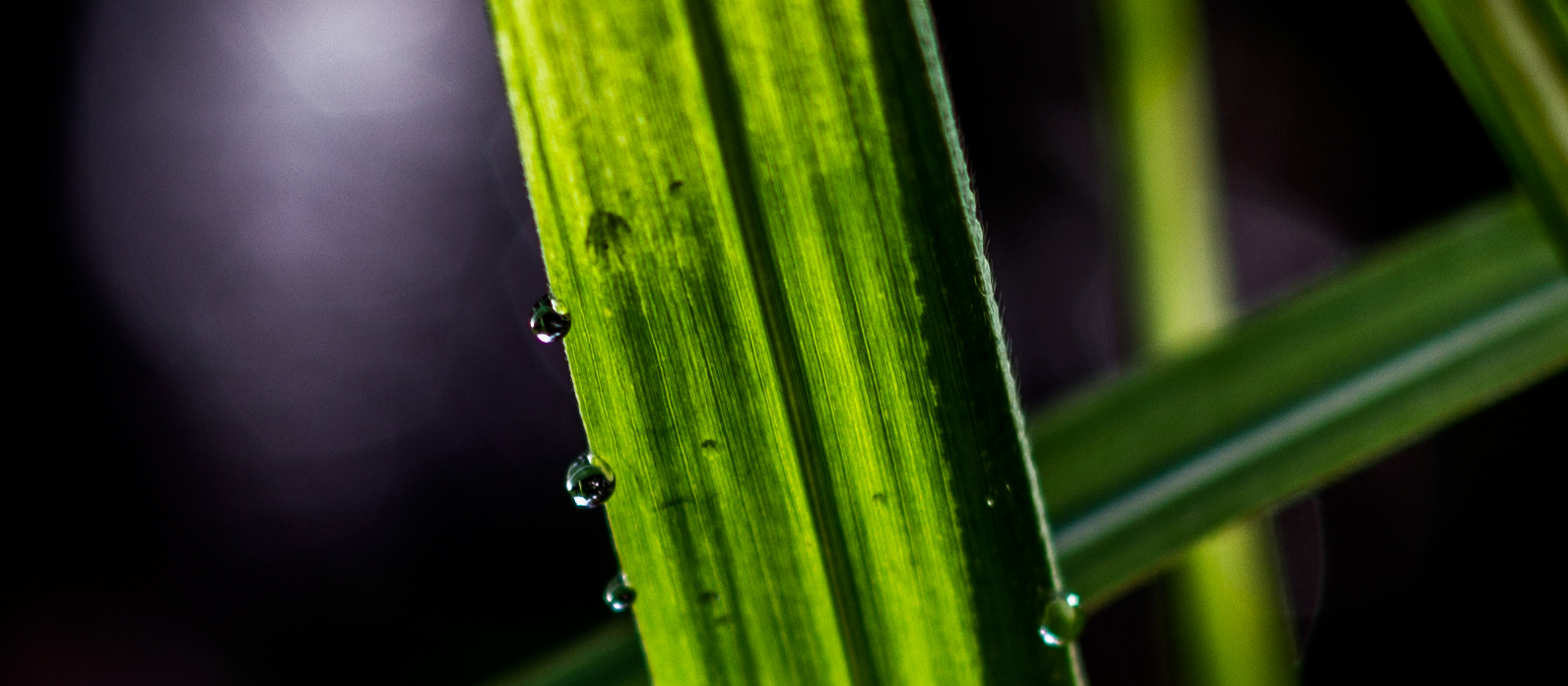 Blatt mit Wassertropfen