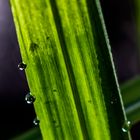 Blatt mit Wassertropfen