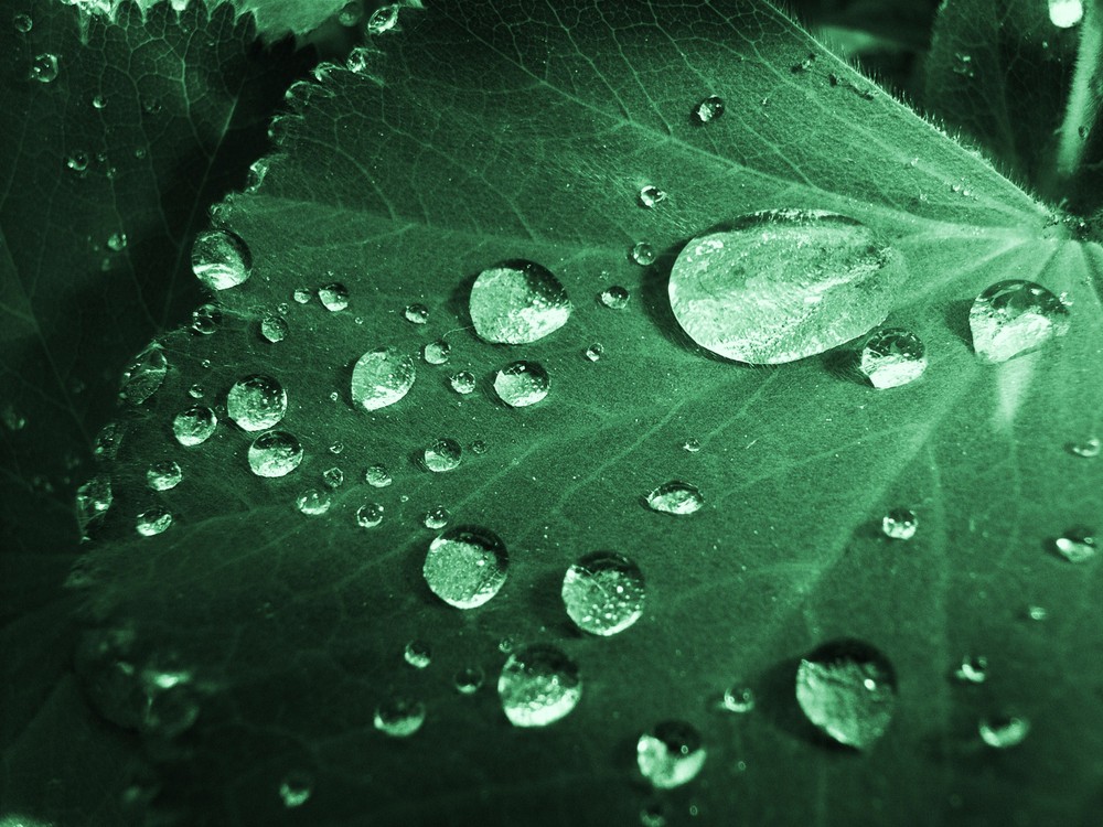 Blatt mit Wassertropfen