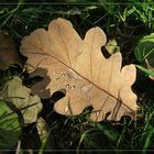 Blatt mit Wassertropfen