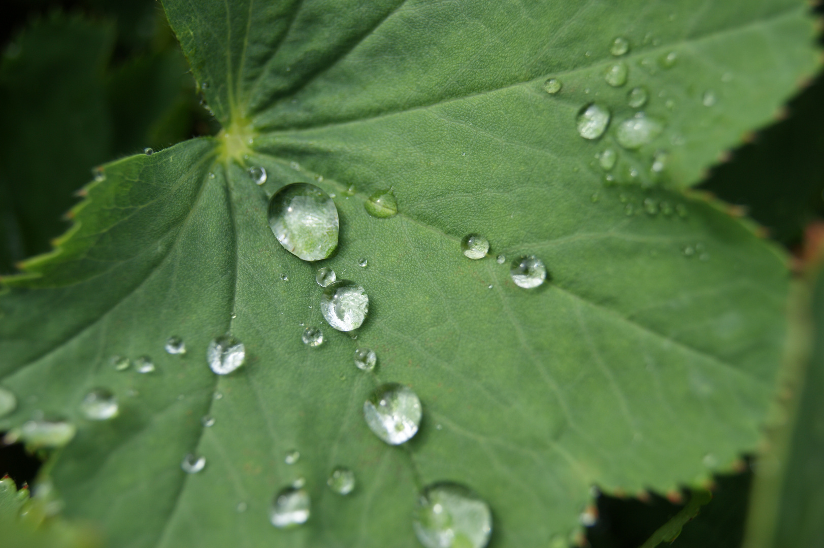 Blatt mit Wassertropfen