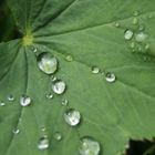 Blatt mit Wassertropfen