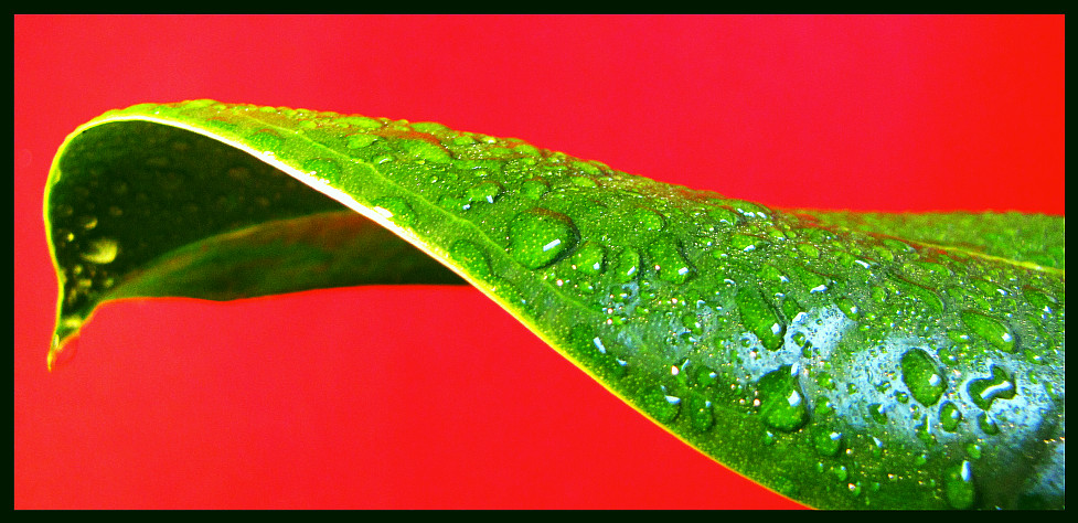 Blatt mit Wassertropfen