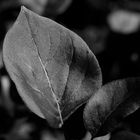 Blatt Monocrom