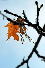 Blatt nach dem ersten Frost