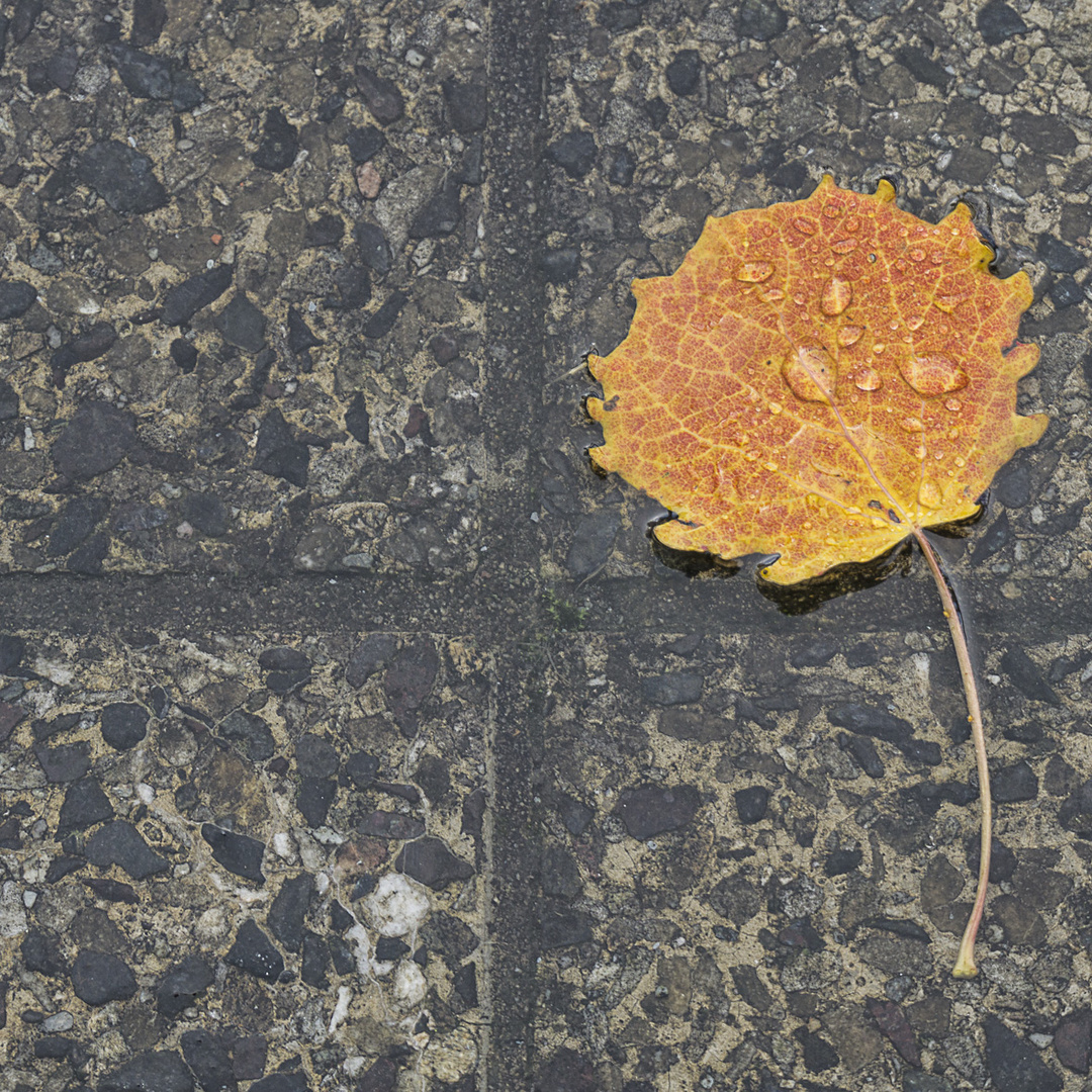 Blatt nach dem Regen