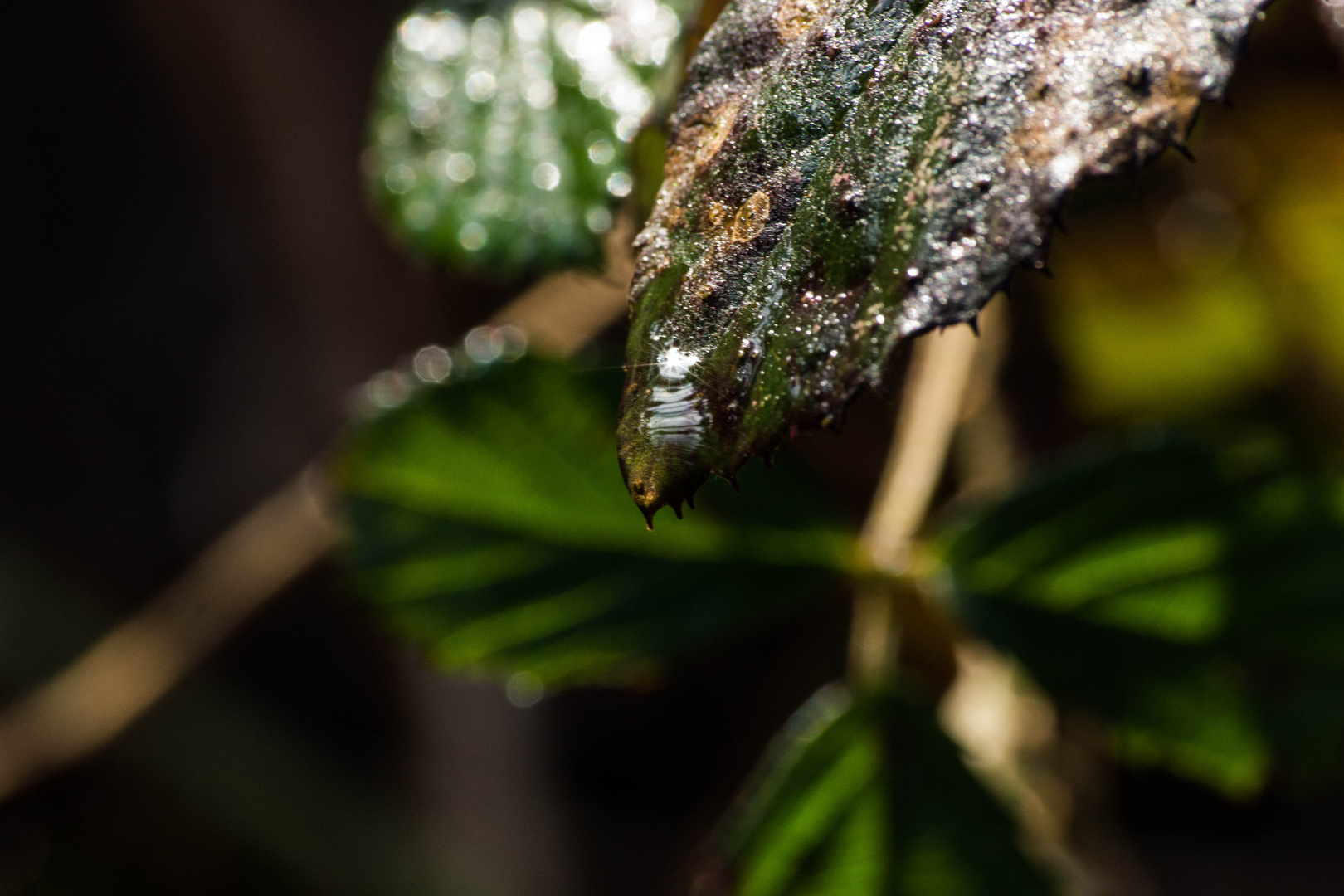 Blatt nach dem Regen