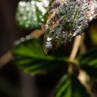 Blatt nach dem Regen