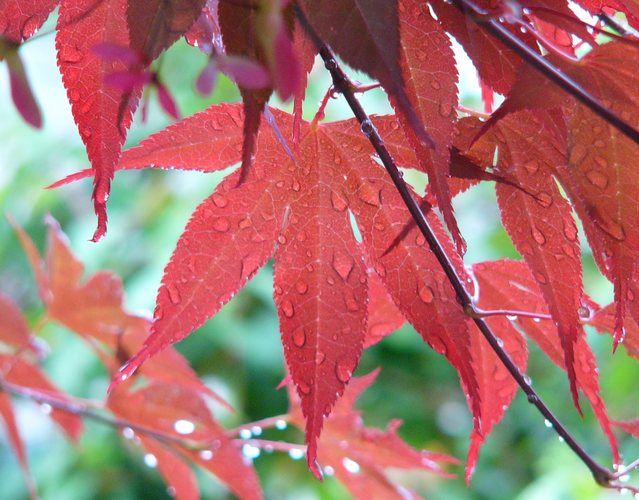 Blatt nach dem Regen