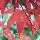 Blatt nach dem Regen