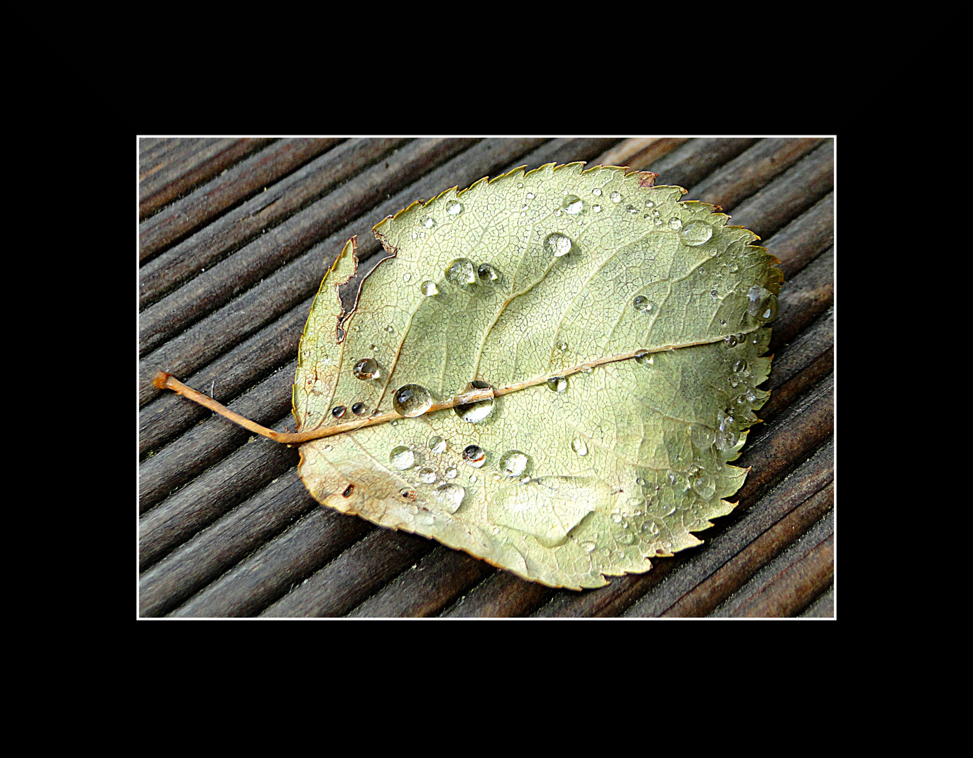 Blatt nach einem Regenschauer