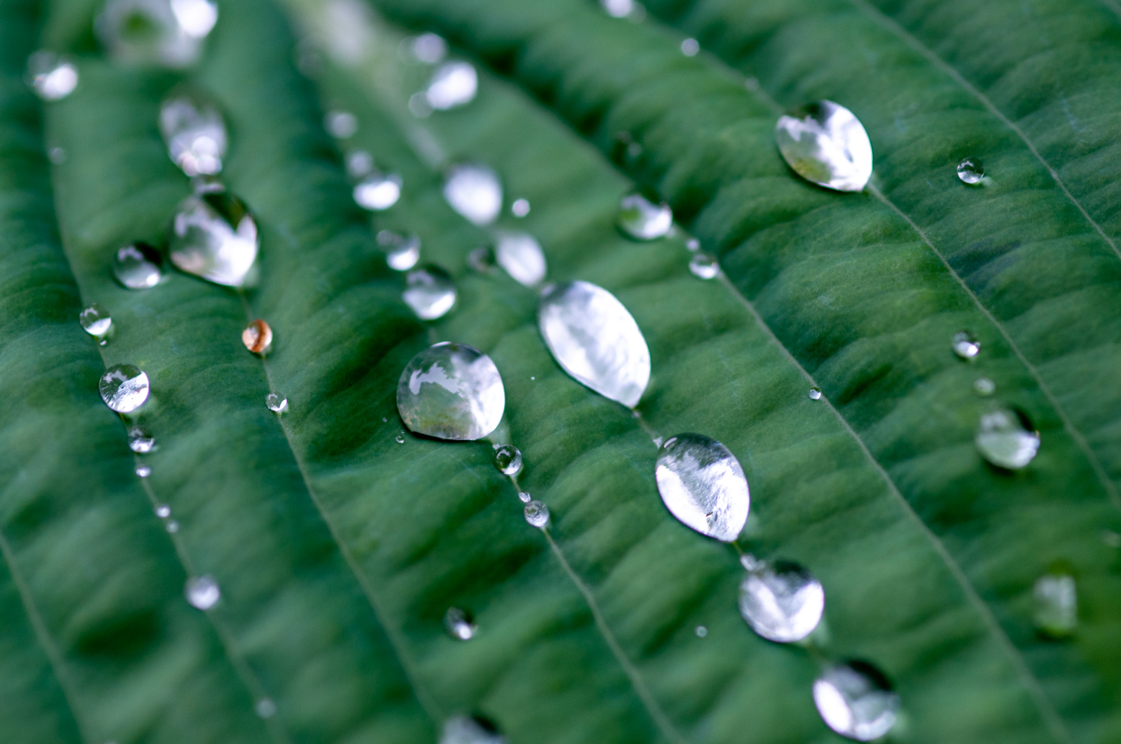 Blatt nach Regen