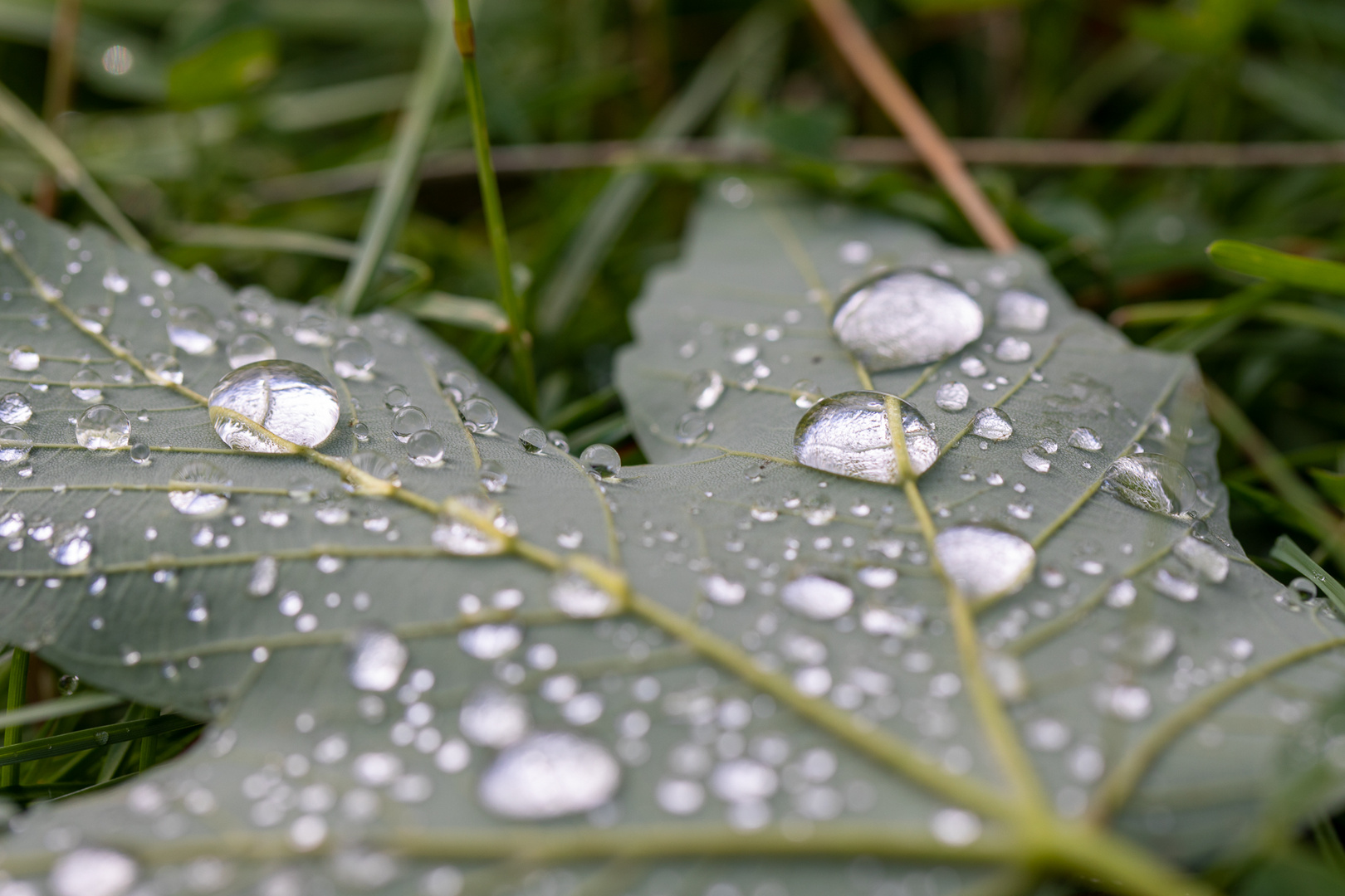 Blatt nach Regen