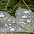 Blatt nach Regen