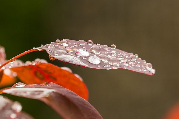 Blatt nach Regen