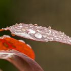 Blatt nach Regen