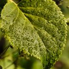 Blatt nach Regen