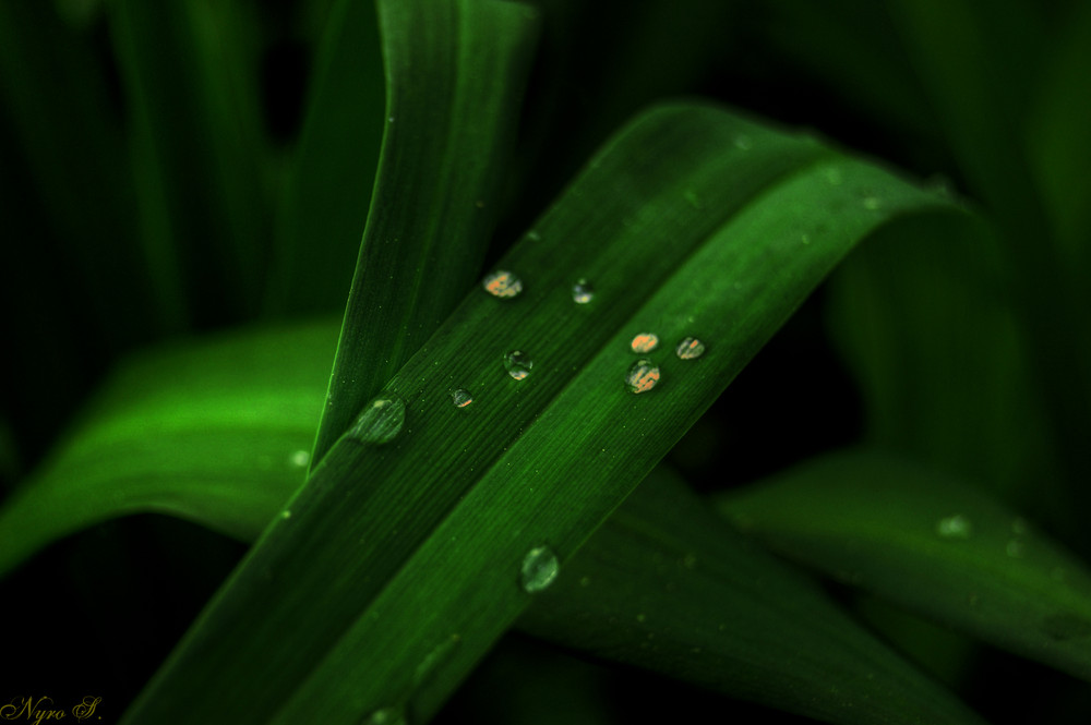 Blatt nach Regen