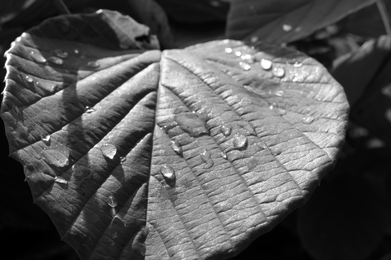 Blatt nach Regen in b/w