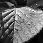 Blatt nach Regen in b/w