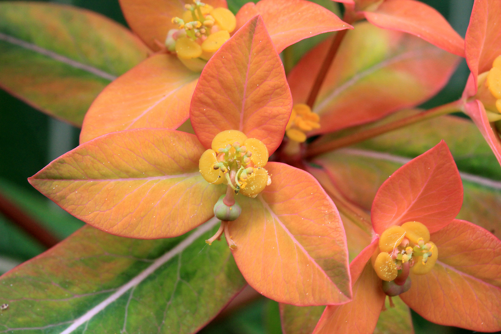 Blatt oder Blüte?