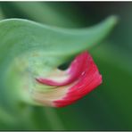 Blatt oder Blüte?