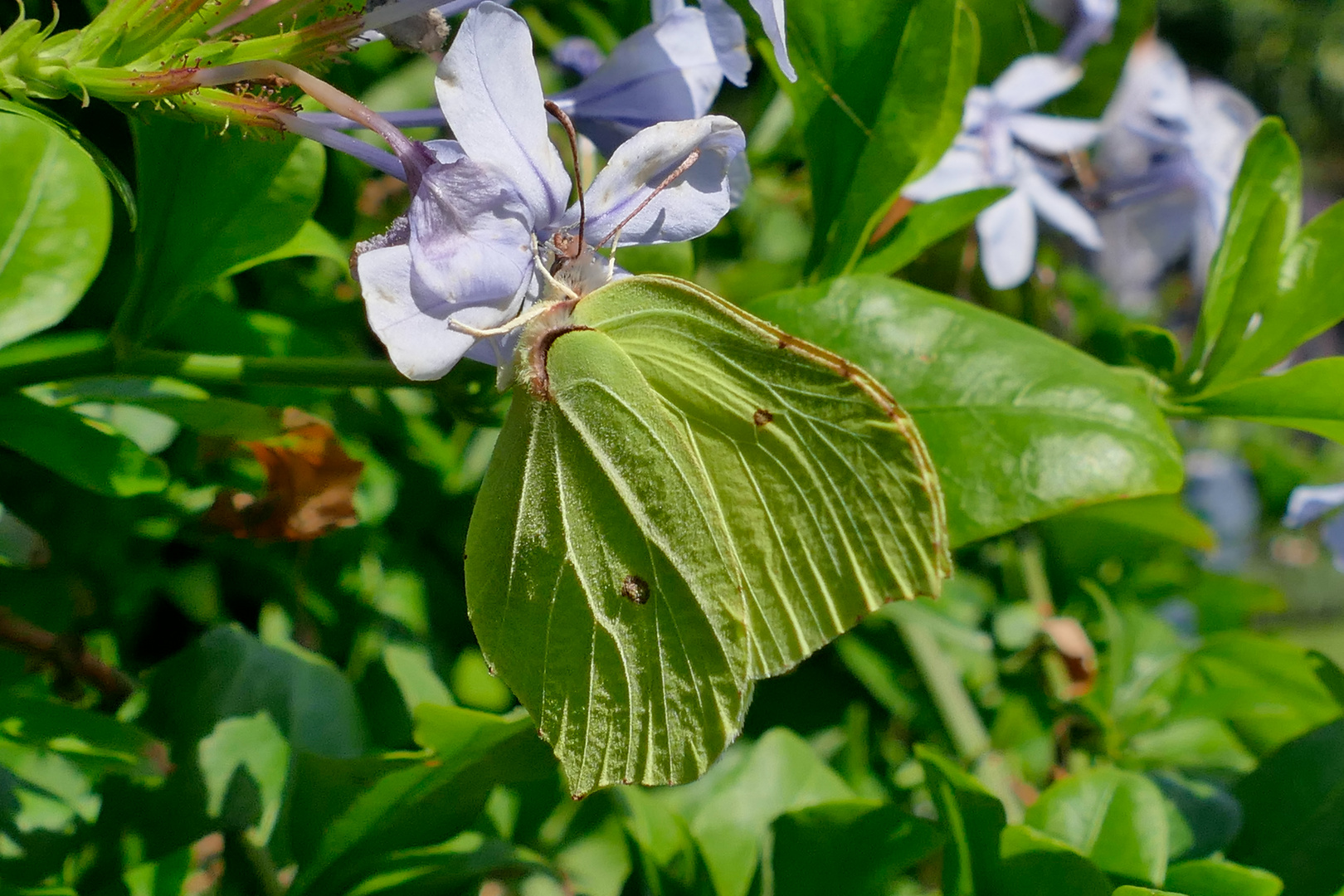 Blatt oder Falter? 