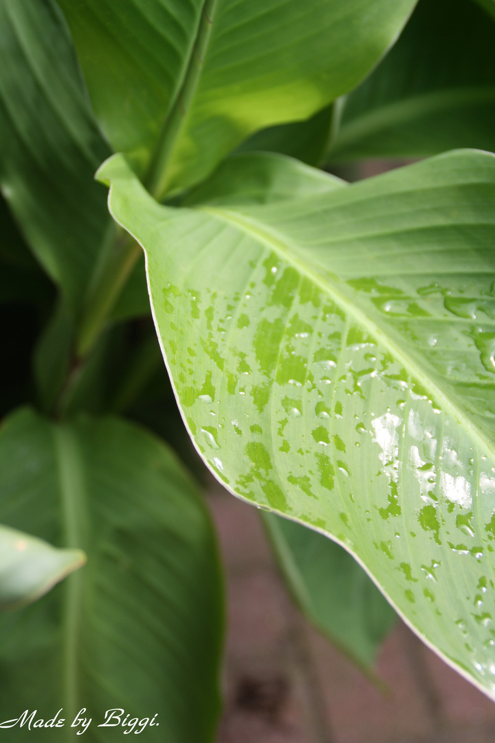 Blatt. Regen.Herbst