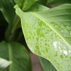 Blatt. Regen.Herbst