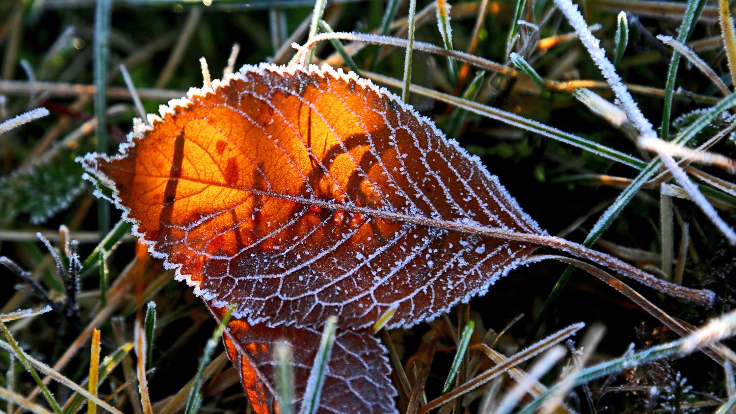 Blatt-Reife Szene