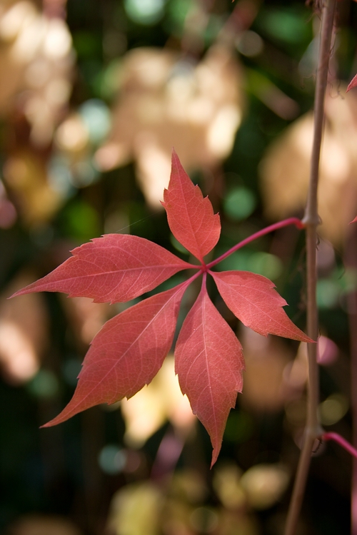 Blatt Russischer Wein im Herst