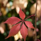 Blatt Russischer Wein im Herst