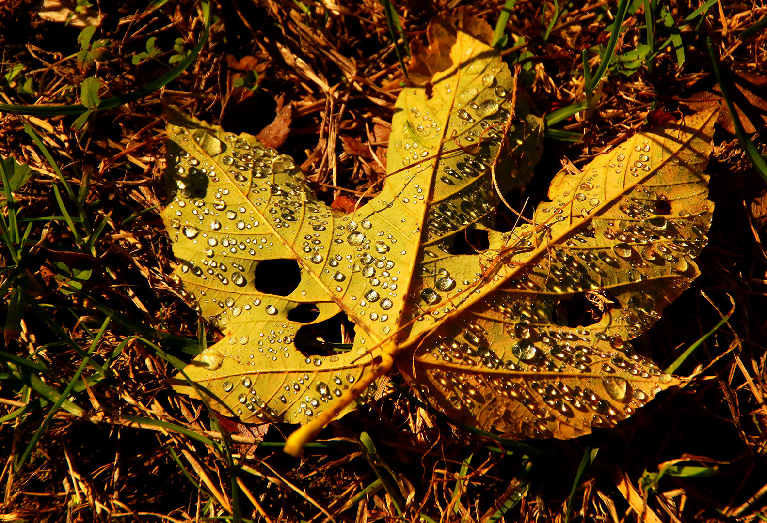 Blatt-Schuß