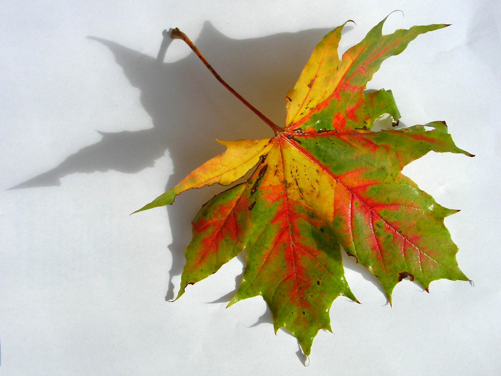 Blatt (Schwarz/weiß & rot/gelb/grün)