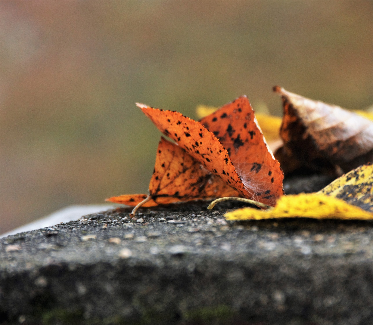 Blatt-Stlilleben..