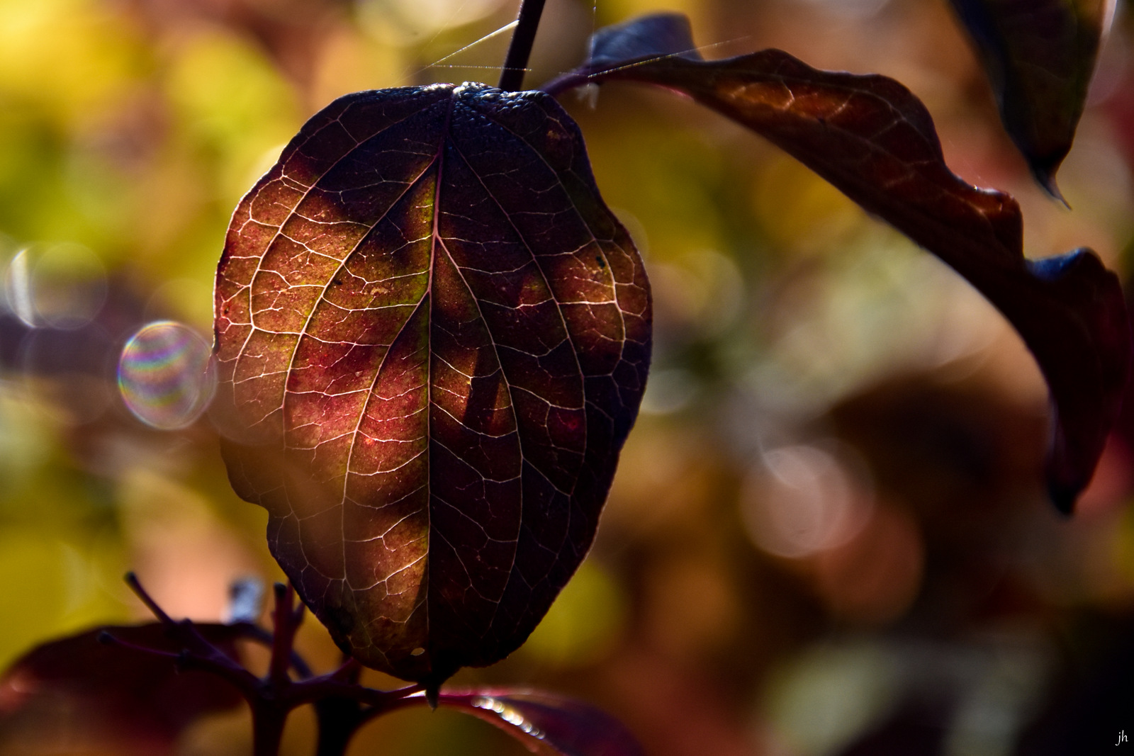 blatt - struktur