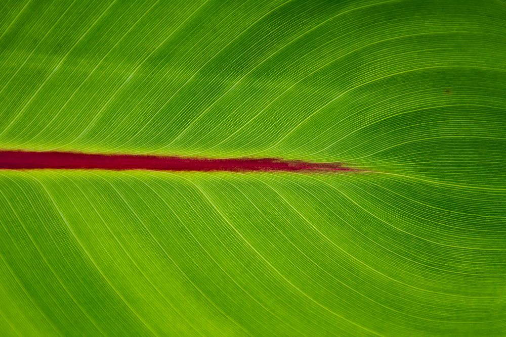 Blatt Struktur von Udo Siebertz 