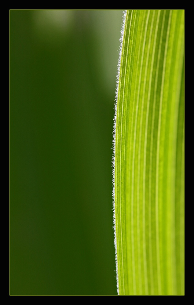 Blatt-Strukturen 2 ...