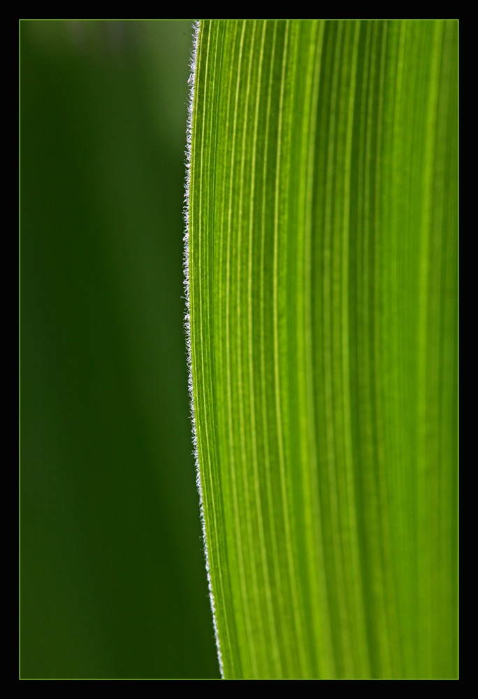 Blatt-Strukturen ...