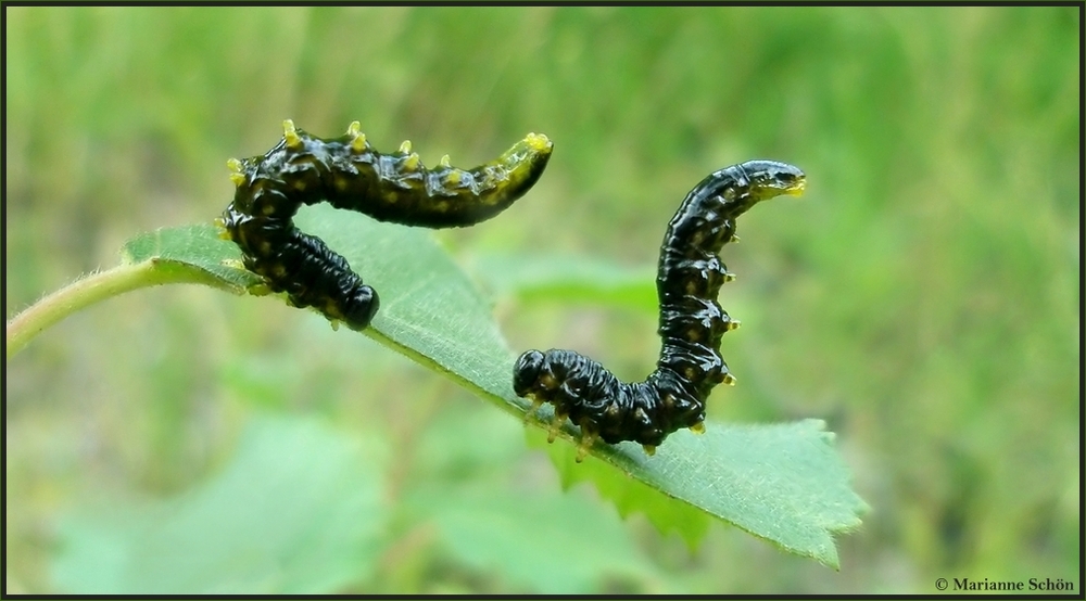 Blatt-Tänzer...