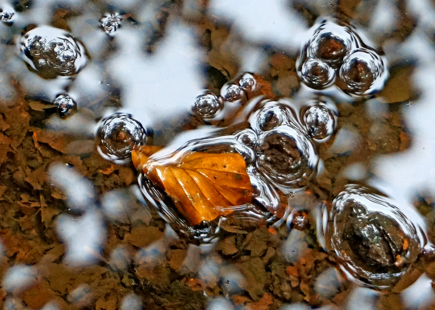 Blatt umrahmt von Wasserblasen