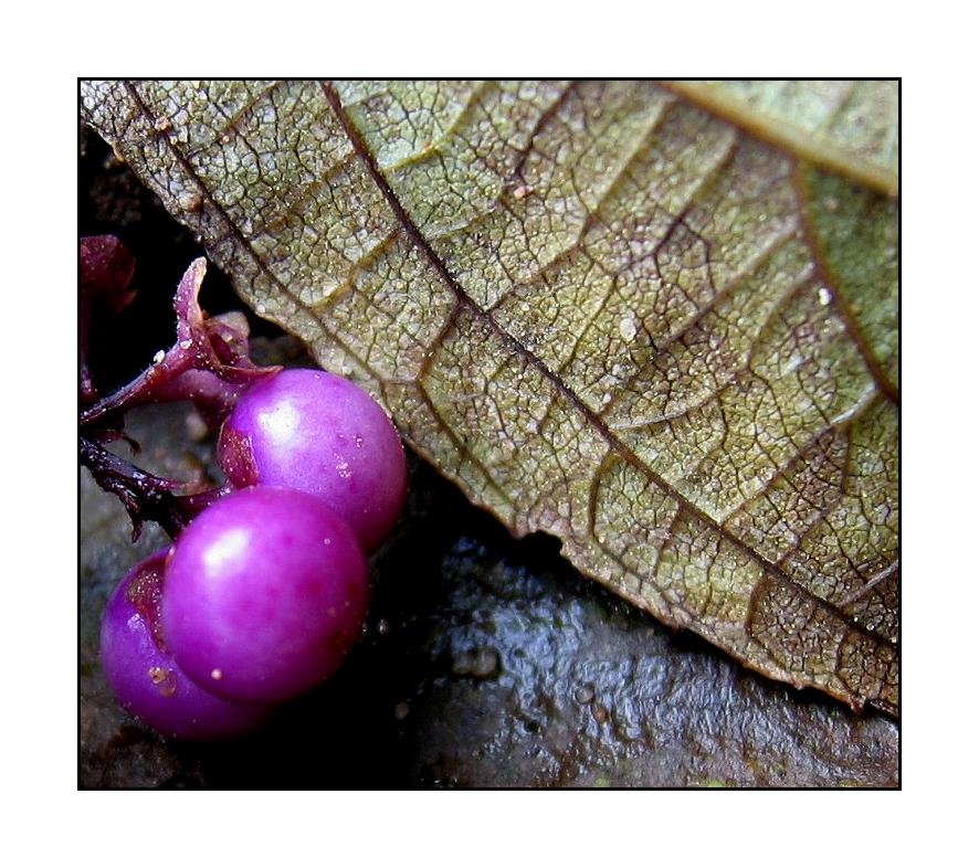 Blatt und Beeren vom Liebesperlenstrauch